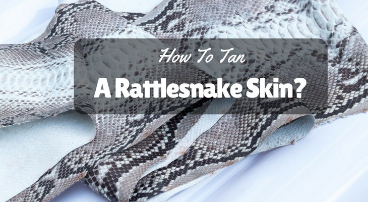 How-To-Tan-A-Rattlesnake-Skin