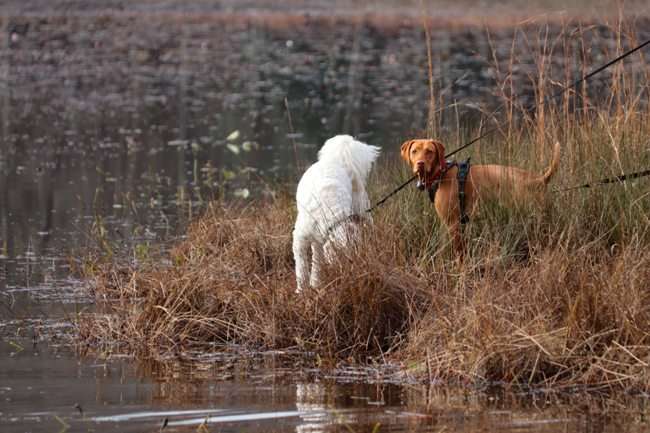 duck-hunting-dog-breeds