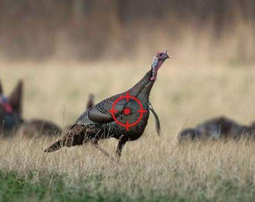 what to do after you shoot a turkey