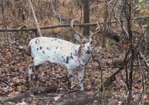 how-rare-are-piebald-deer